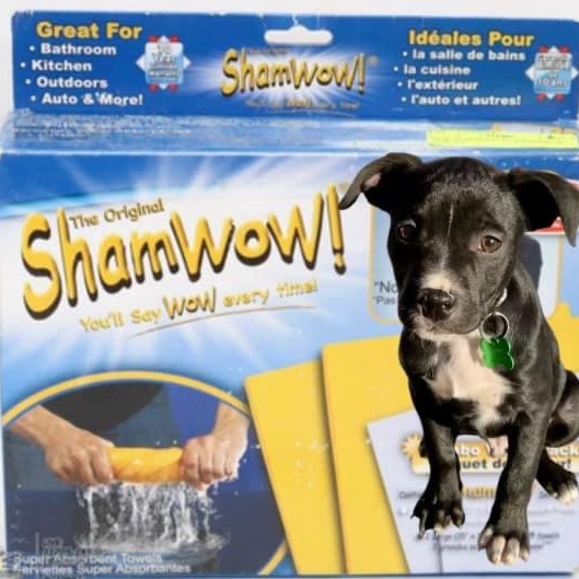 ShamWow, Baby Male Terrier