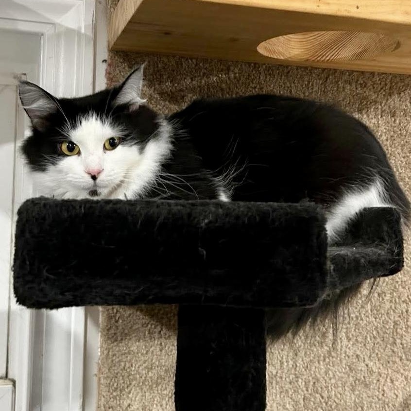 Enlarge Feenie, a Adoptable Domestic Long Hair in North Huntingdon, PA image 3/4