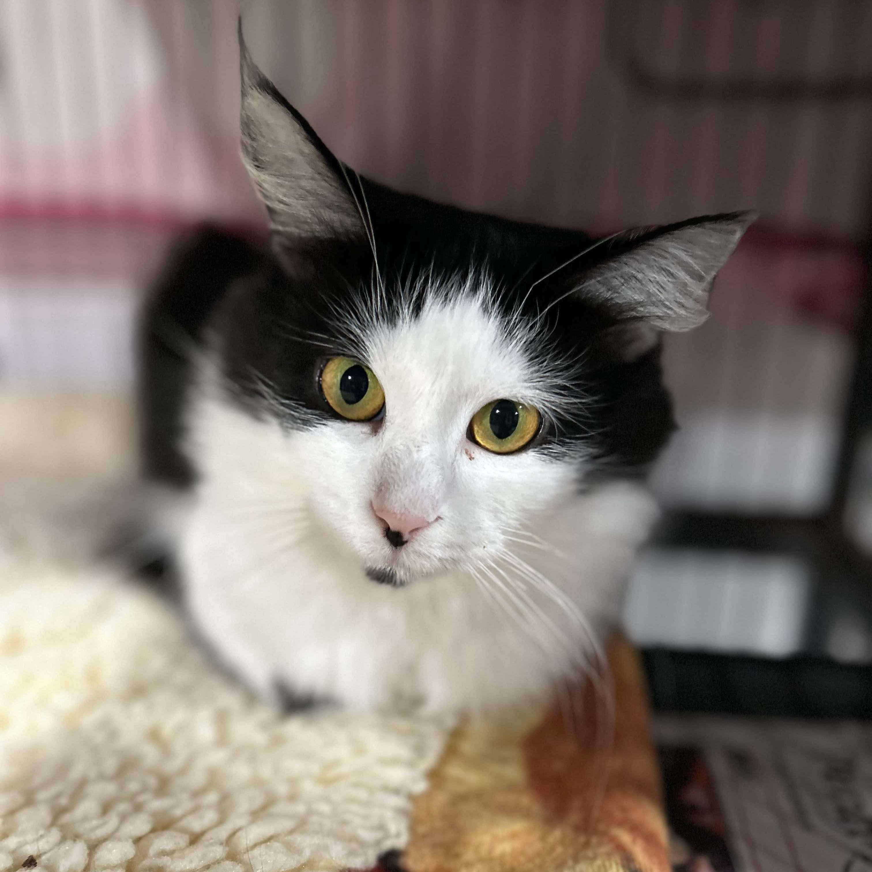 Enlarge Feenie, a Adoptable Domestic Long Hair in North Huntingdon, PA image 2/4