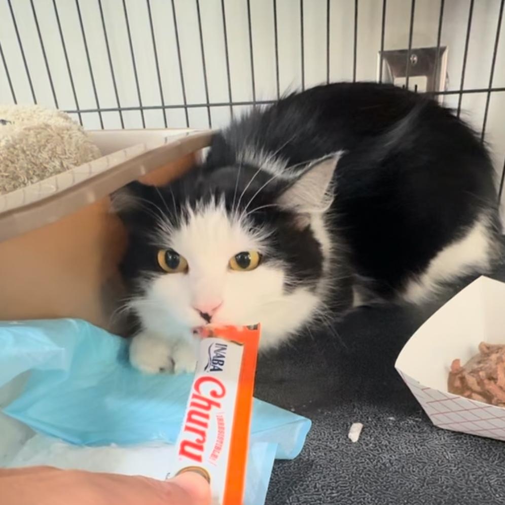 Enlarge Feenie, a Adoptable Domestic Long Hair in North Huntingdon, PA image 4/4