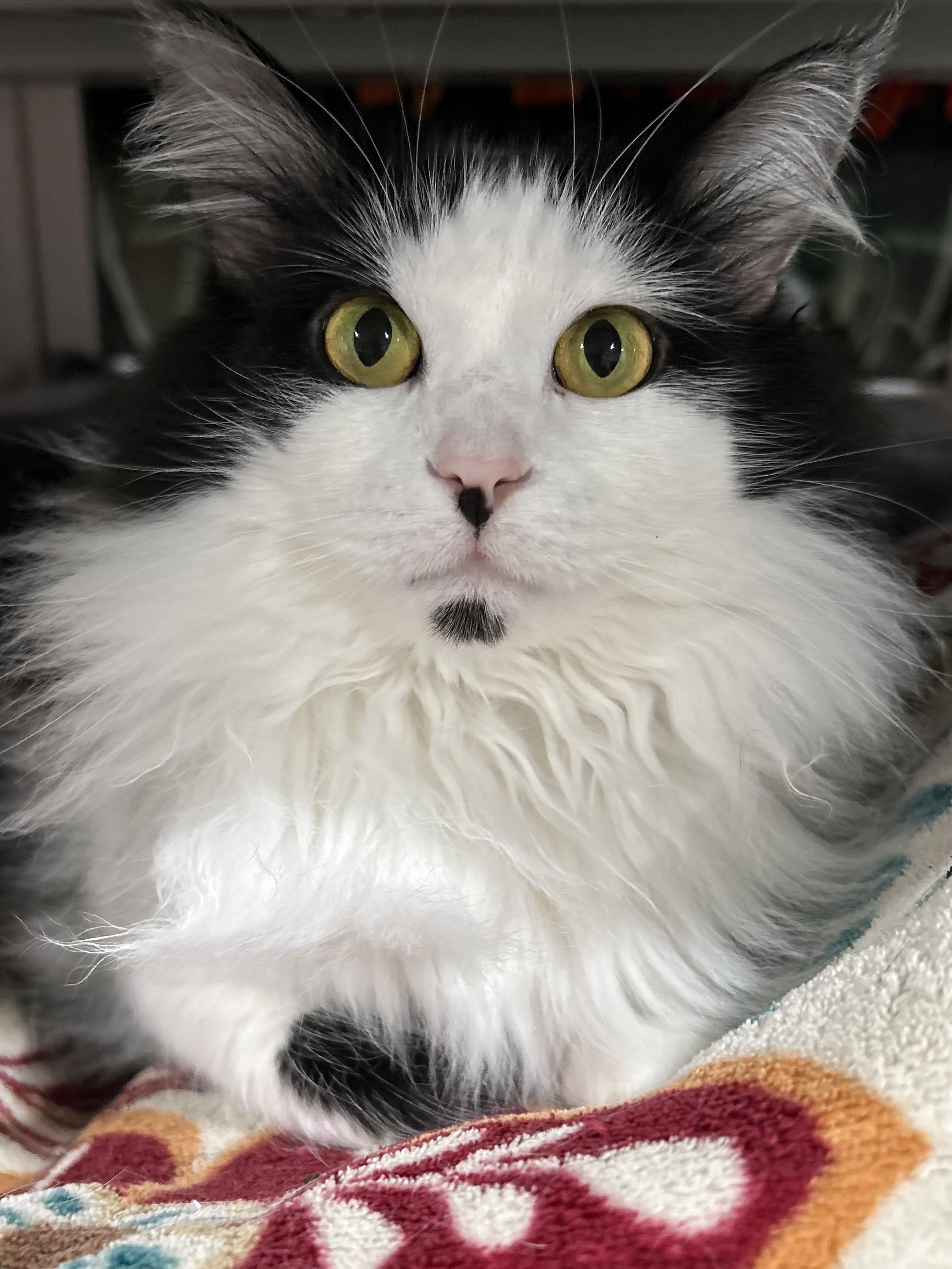 Feenie, Adoptable, Adult Female Domestic Long Hair.
