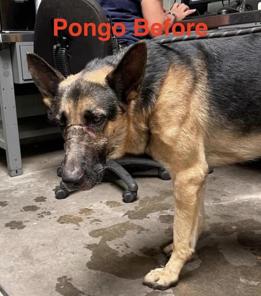 Pongo, a Adoptable German Shepherd Dog in Wilton, CA image 1/3