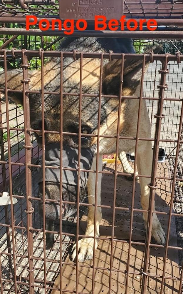 Pongo, a Adoptable German Shepherd Dog in Wilton, CA image 2/3