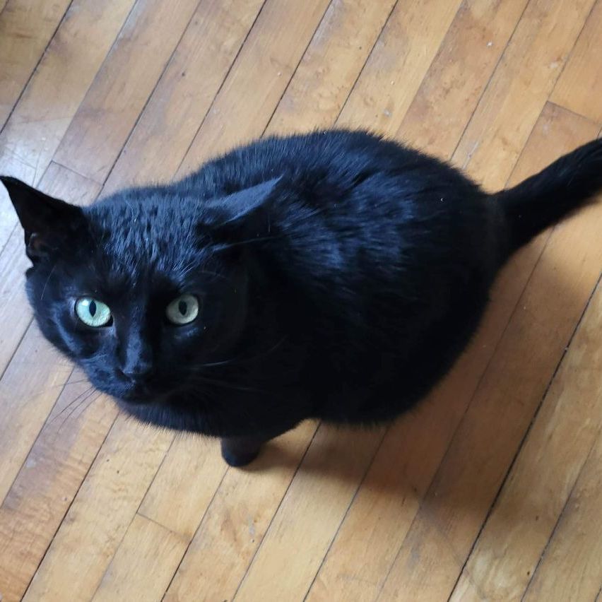 Enlarge Arwen, a Adoptable Domestic Short Hair in Lakeville, MN image 1/3