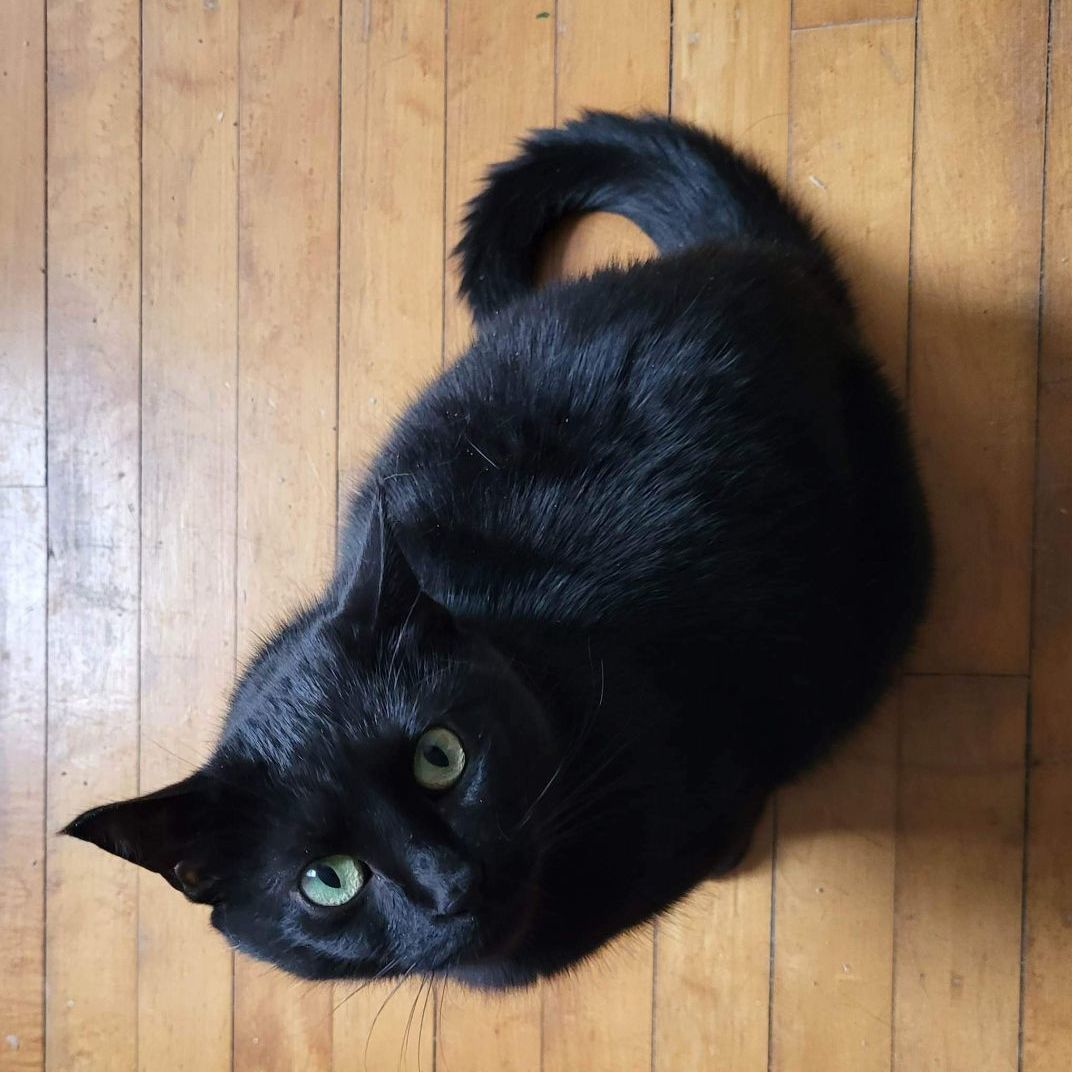 Enlarge Arwen, a Adoptable Domestic Short Hair in Lakeville, MN image 2/3