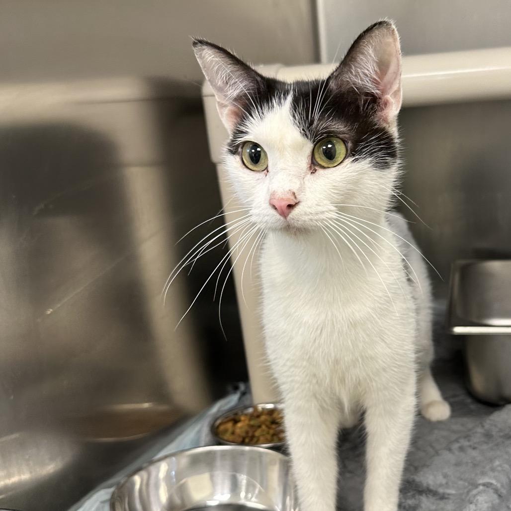 Bloom, Adoptable, Adult Female Domestic Short Hair.