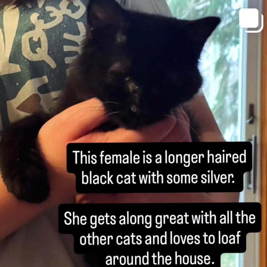 Catwoman, a Adoptable Domestic Medium Hair in Clarion, IA image 1/2