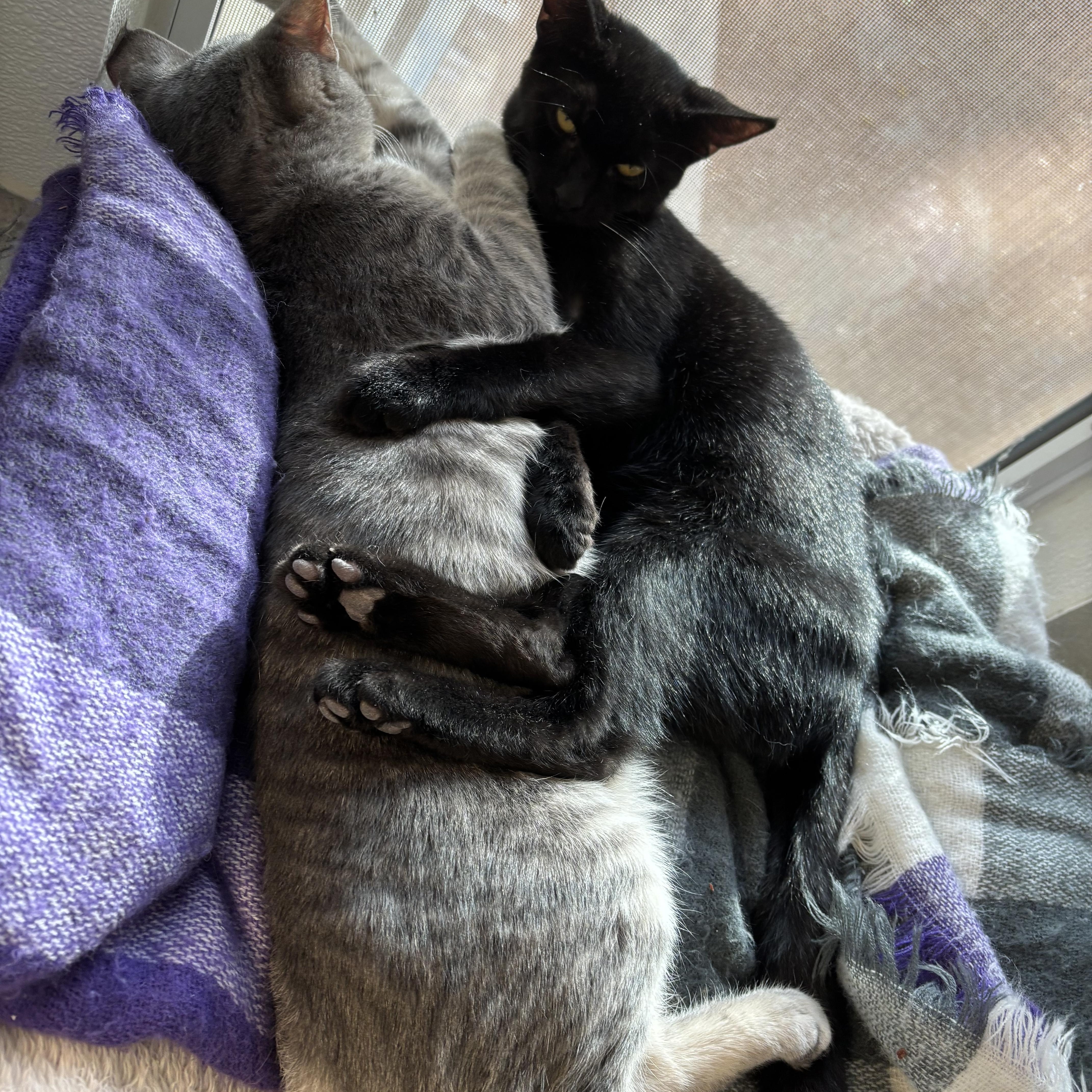 Enlarge Frosty, a Adoptable Domestic Short Hair in Sierra Vista, AZ image 4/4