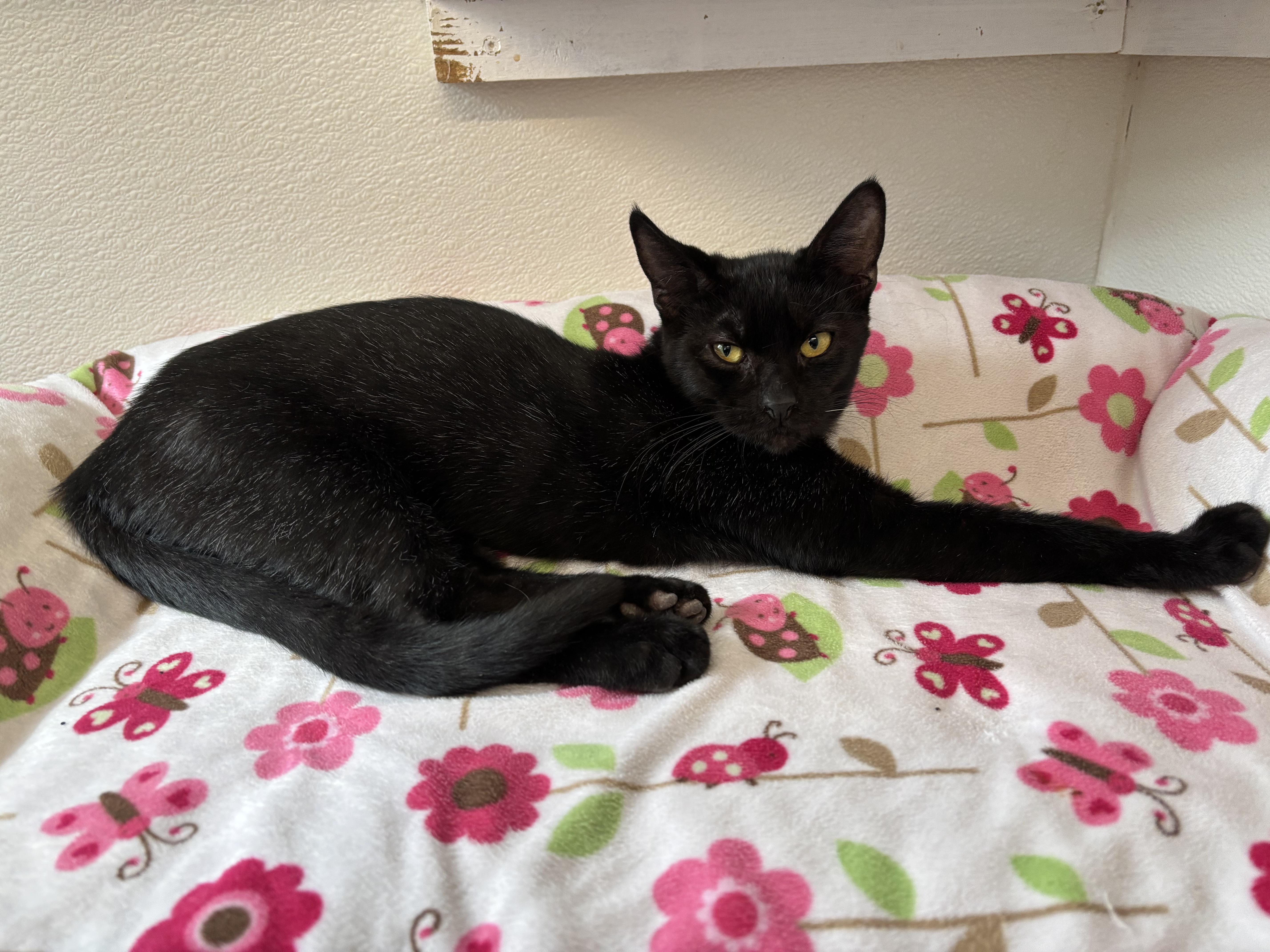 Enlarge Frosty, a Adoptable Domestic Short Hair in Sierra Vista, AZ image 2/4