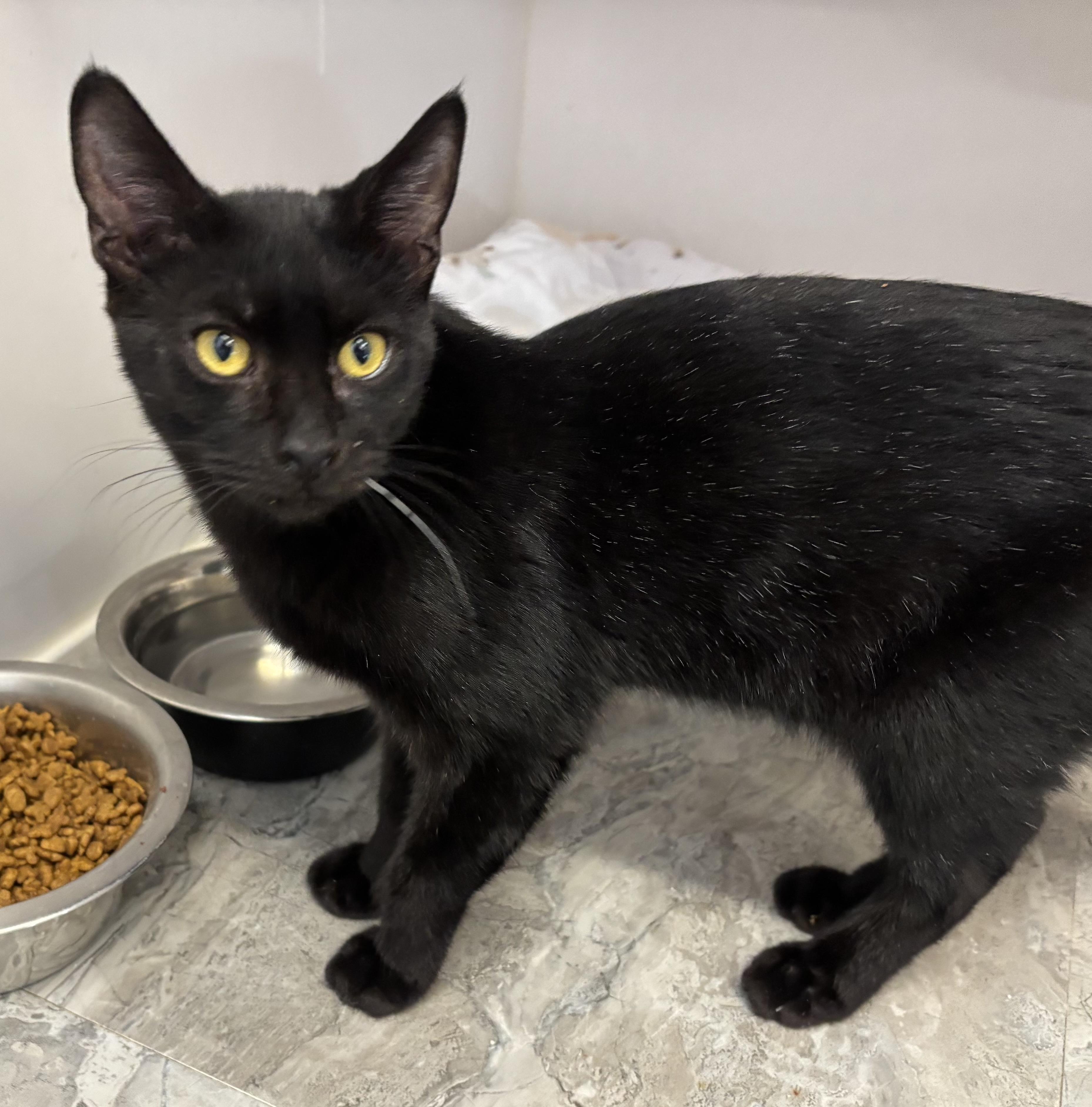 Enlarge Frosty, a Adoptable Domestic Short Hair in Sierra Vista, AZ image 1/4