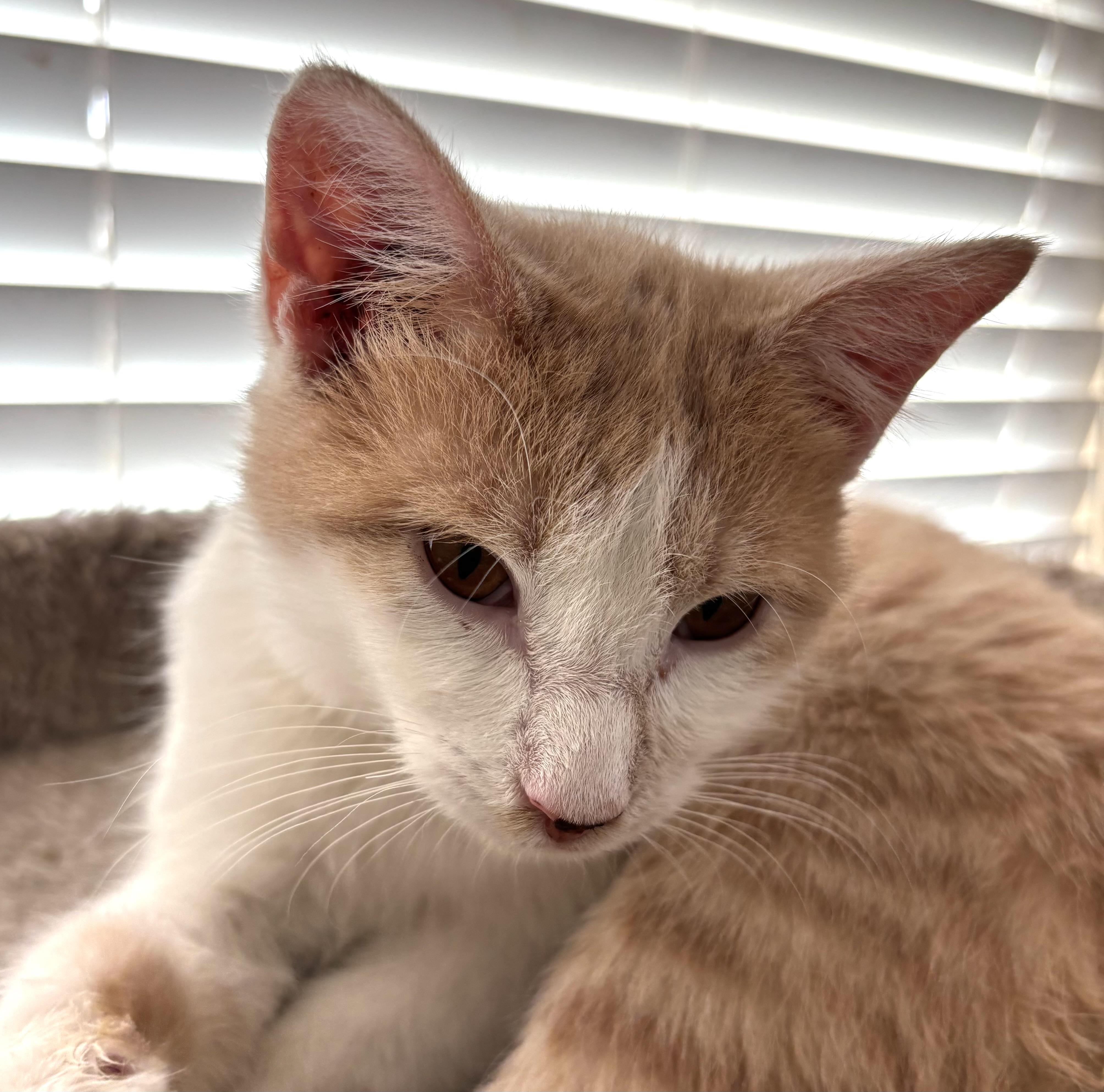 Frosty and Pippa, an adoptable Domestic Short Hair in Sierra Vista, AZ image 5/5