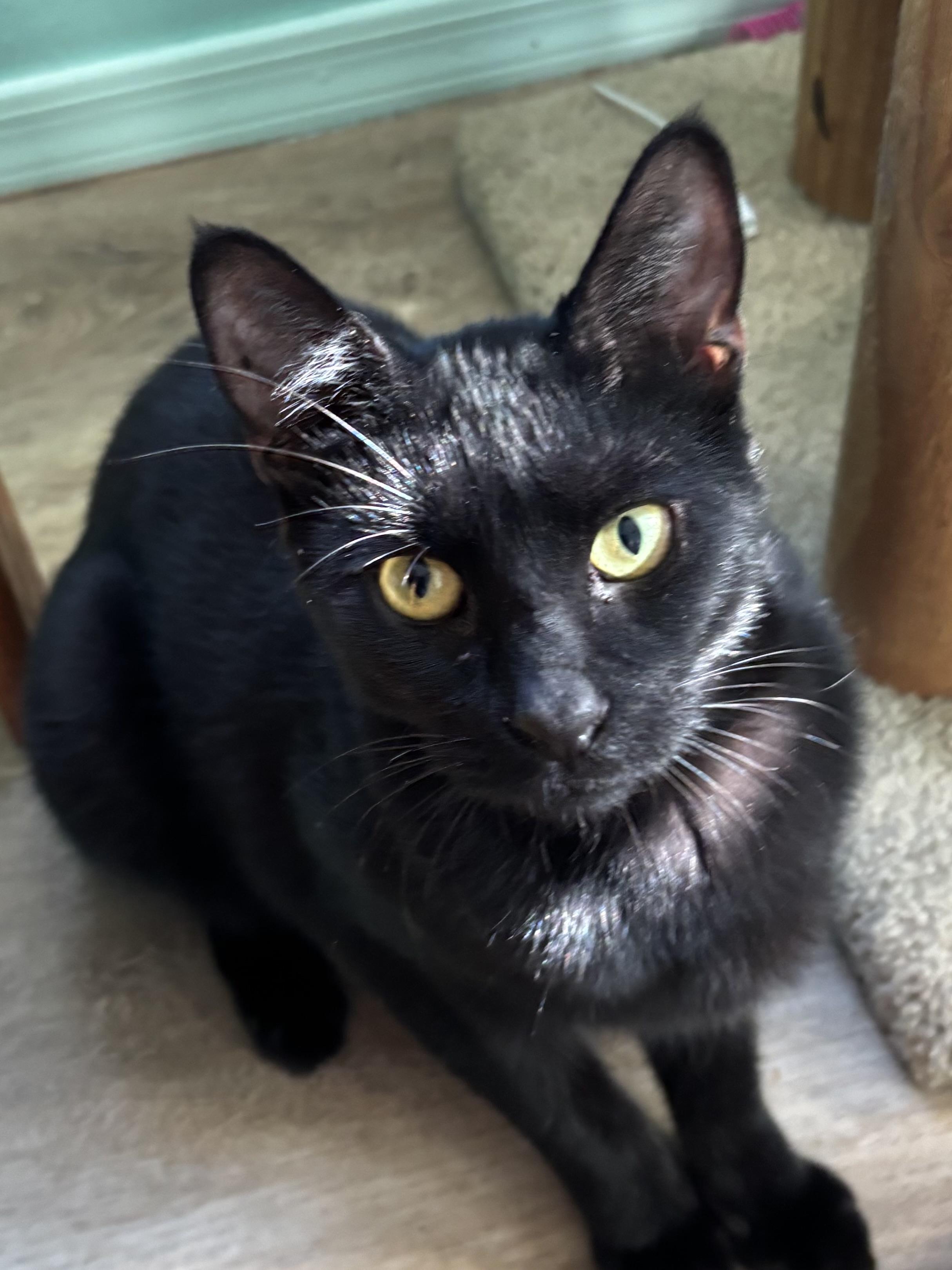 Frosty and Pippa, an adoptable Domestic Short Hair in Sierra Vista, AZ image 2/5