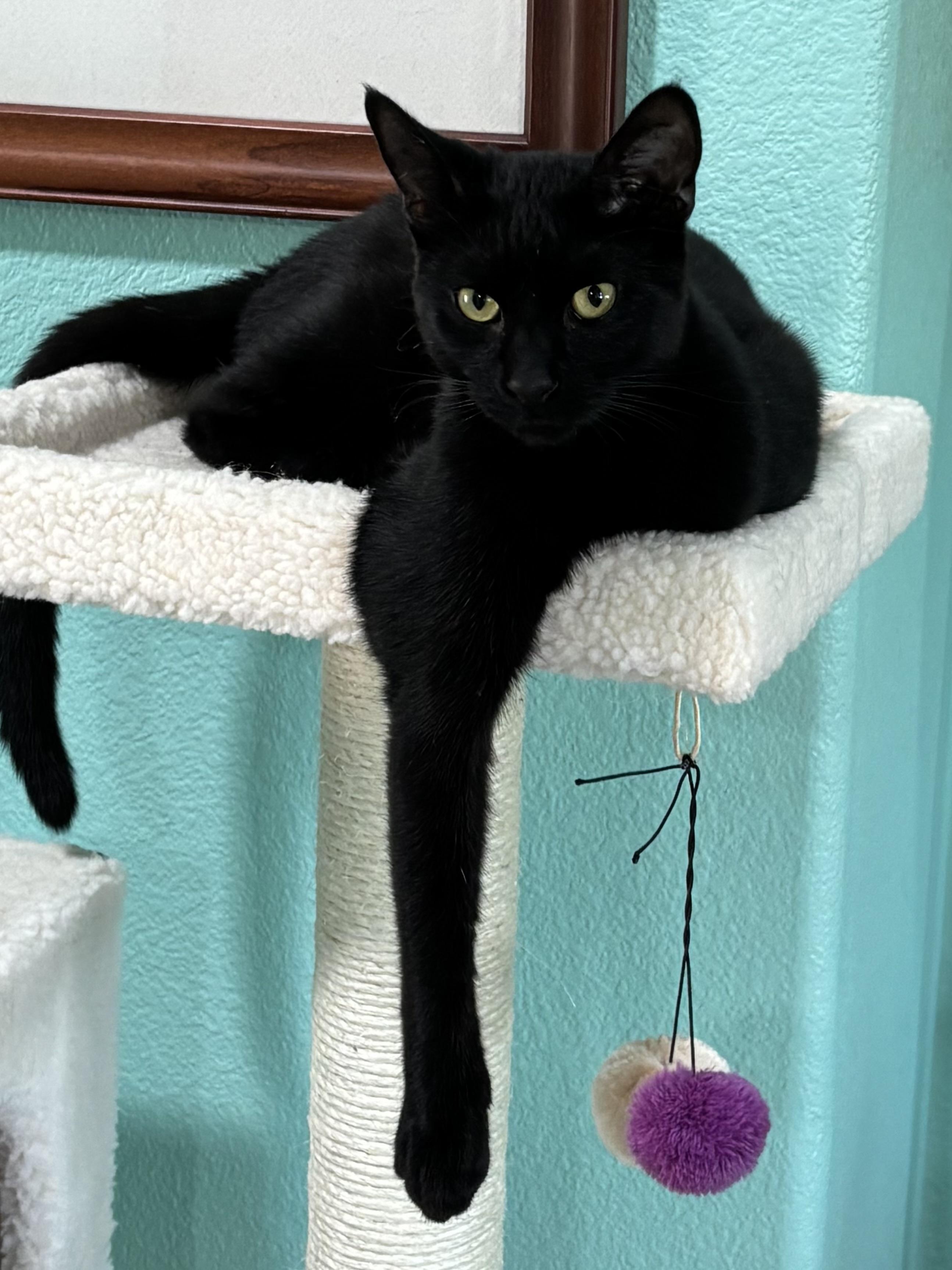 Frosty and Pippa, adoptable, Young Male Domestic Short Hair.