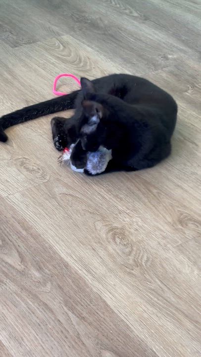Enlarge Frosty and Pippa, an adoptable Domestic Short Hair in Sierra Vista, AZ video 3/5