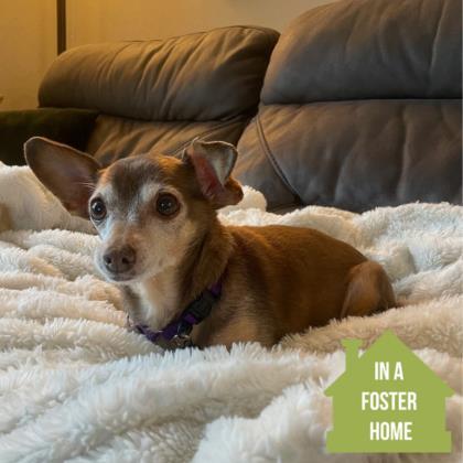 Enlarge Carly , a Adoptable mixed breed in Sacramento, CA image 1/3