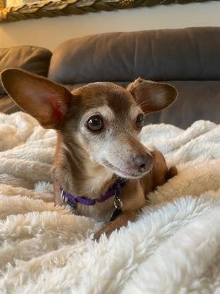 Enlarge Carly , a Adoptable mixed breed in Sacramento, CA image 2/3