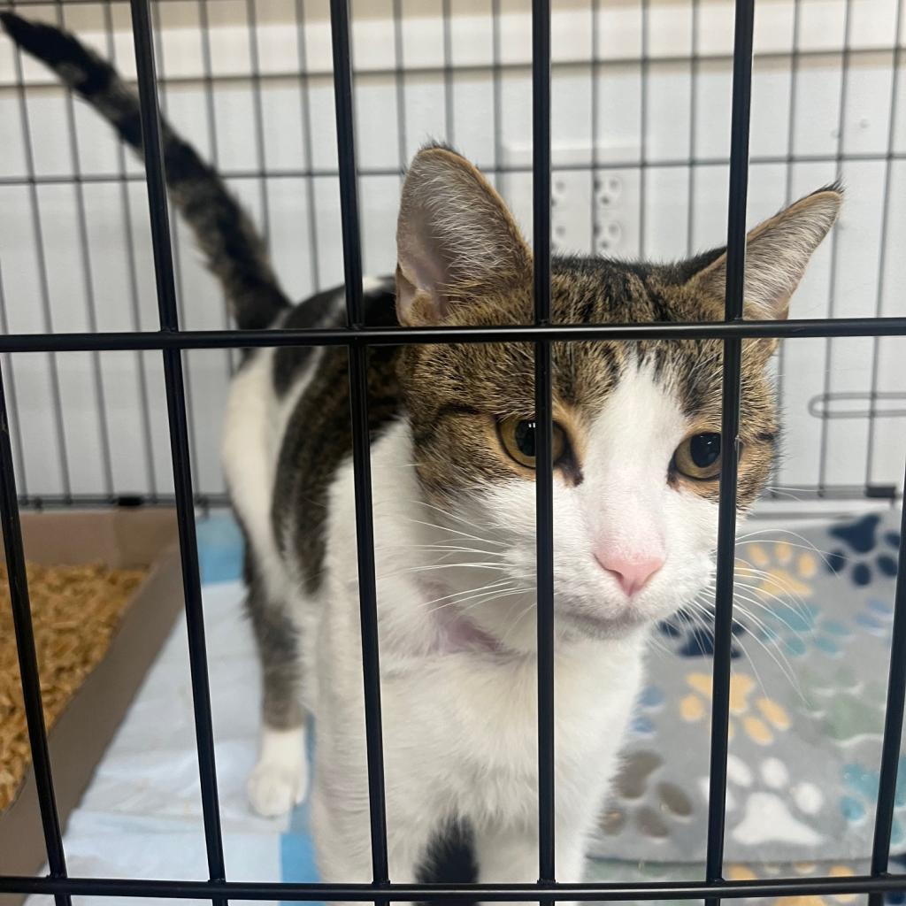 Minnie, Adoptable, Adult Female Domestic Short Hair & Domestic Short Hair.