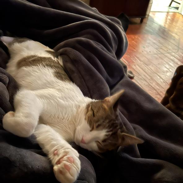 Enlarge Minnie, a Adoptable mixed breed in La Grange, KY image 3/3