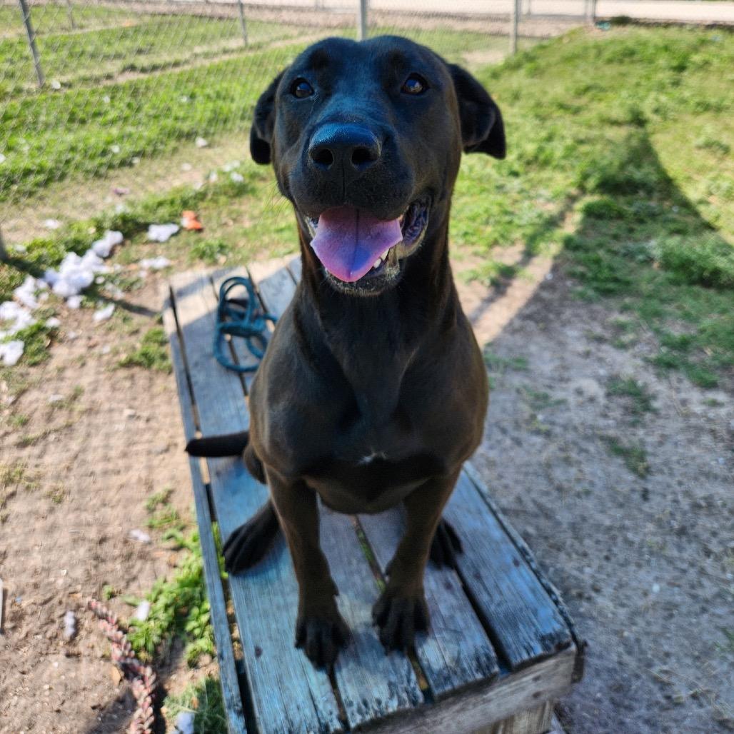 Stephanie, a Adoptable mixed breed in Corpus Christi, TX image 1/6