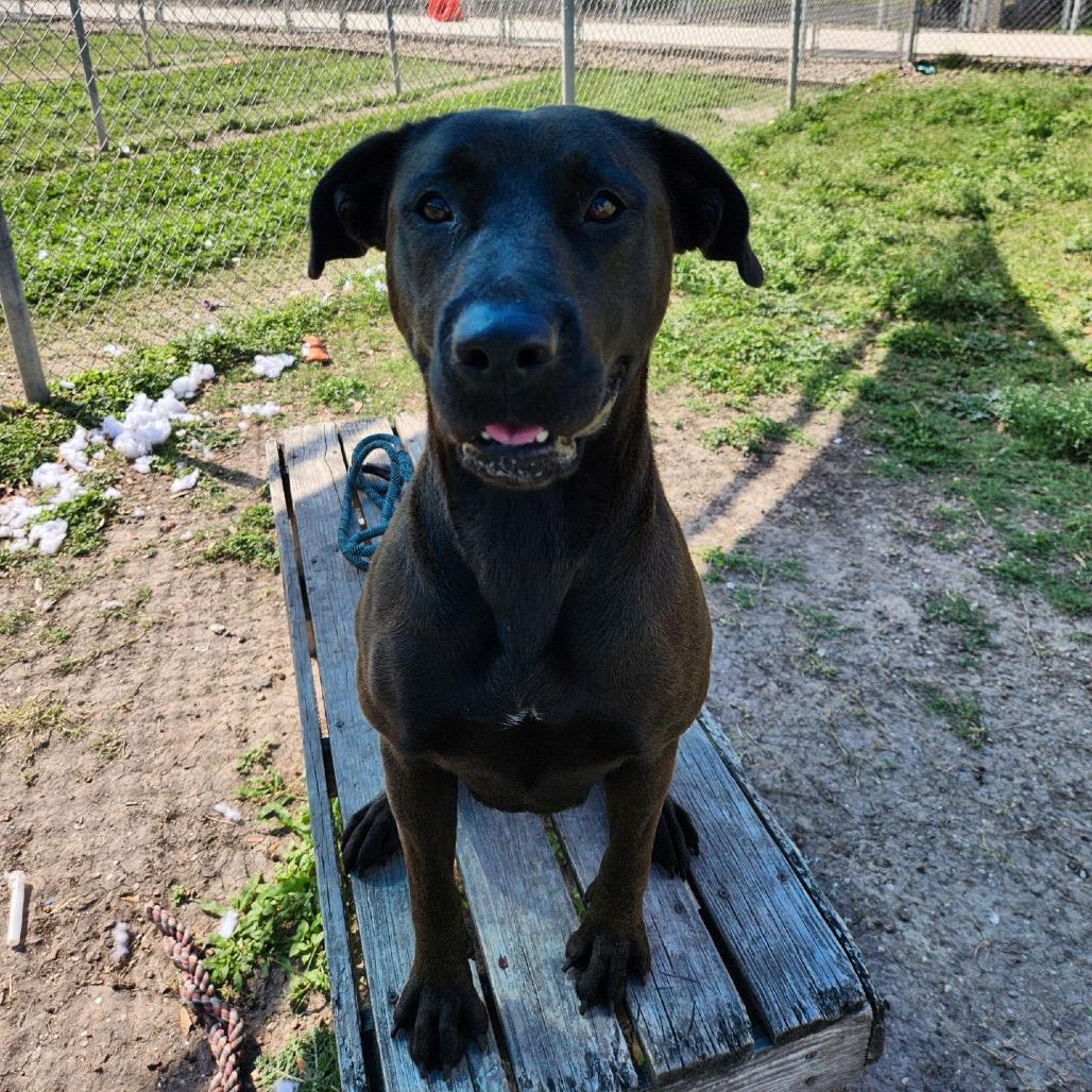 Stephanie, a Adoptable mixed breed in Corpus Christi, TX image 2/6
