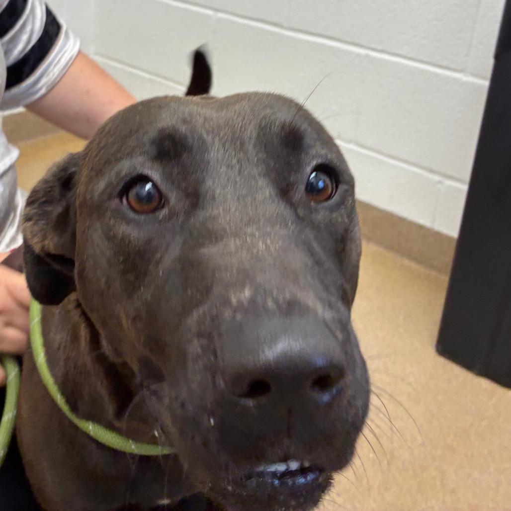 Stephanie, a Adoptable mixed breed in Corpus Christi, TX image 3/6