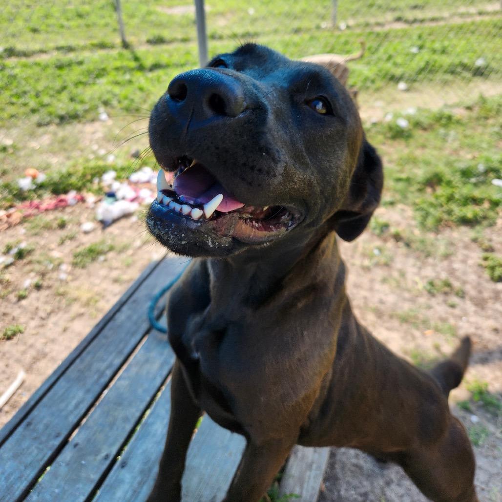 Stephanie, a Adoptable mixed breed in Corpus Christi, TX image 4/6