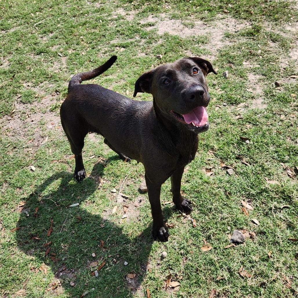 Stephanie, a Adoptable mixed breed in Corpus Christi, TX image 5/6