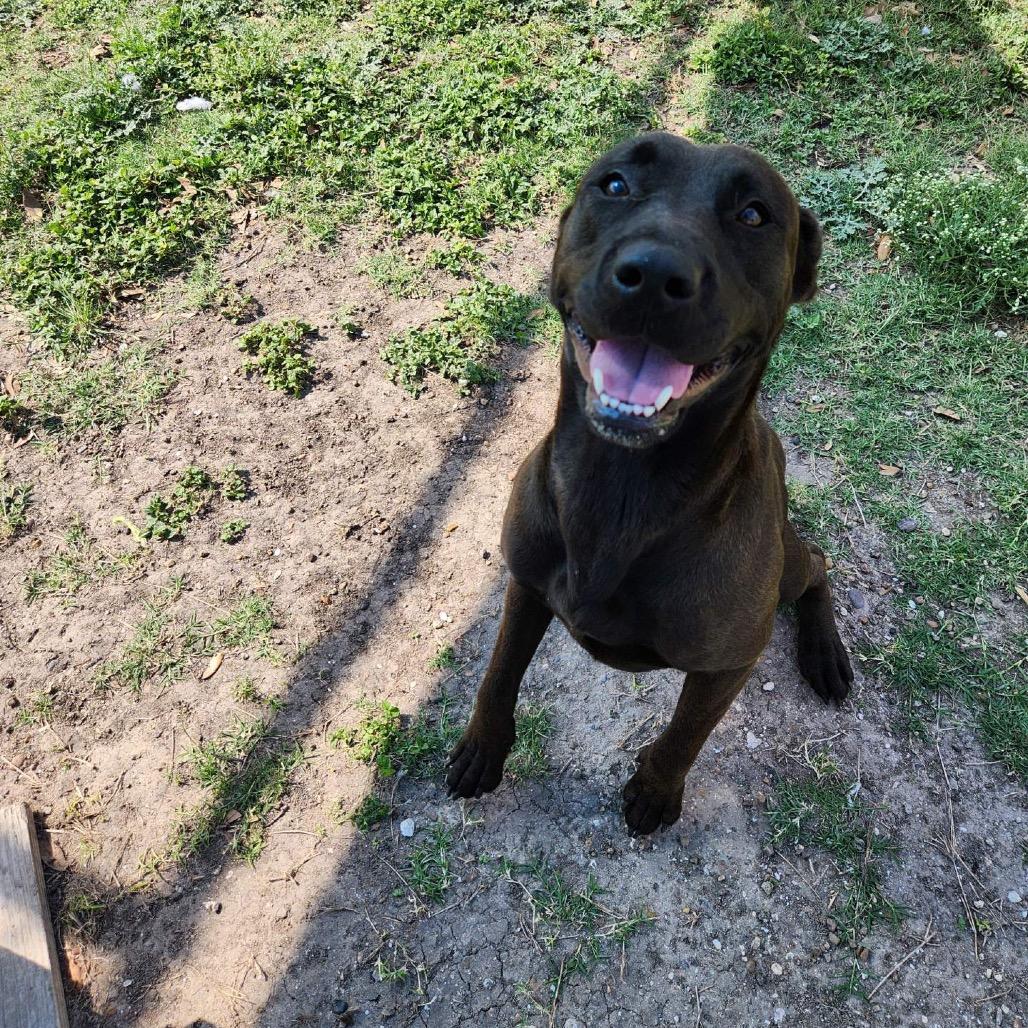 Stephanie, a Adoptable mixed breed in Corpus Christi, TX image 6/6