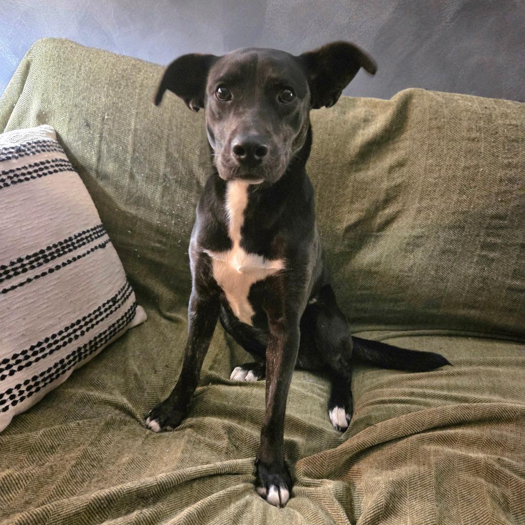 Enlarge Josie, a Adoptable mixed breed in Gainesville, FL image 3/4