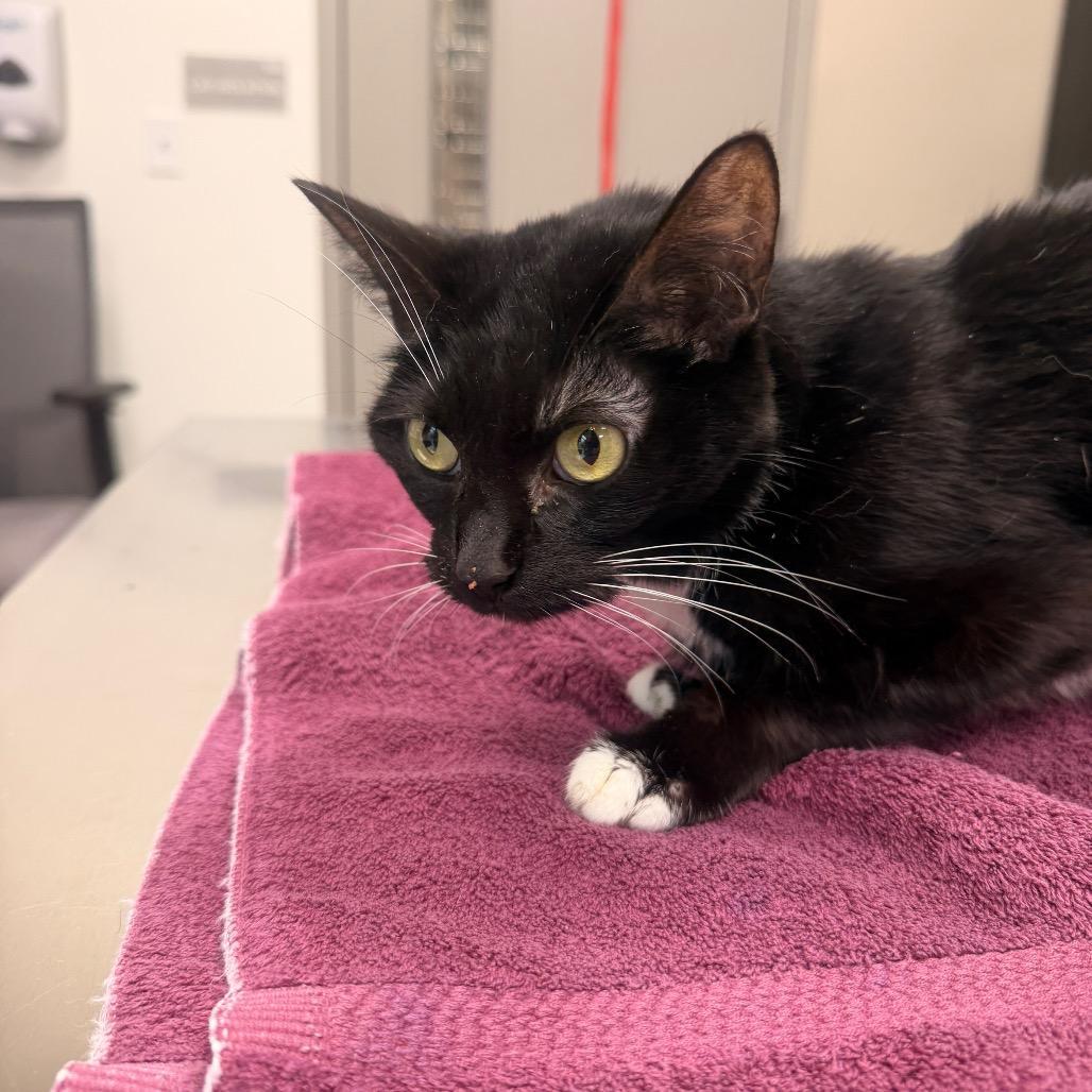 Boots, a Adoptable Domestic Short Hair in Sand Springs, OK image 1/2