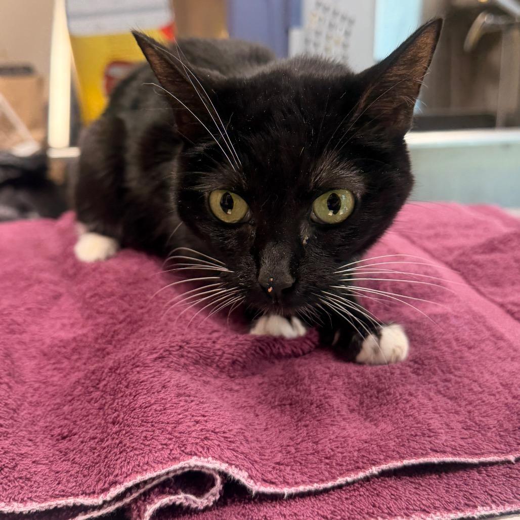 Boots, a Adoptable Domestic Short Hair in Sand Springs, OK image 2/2