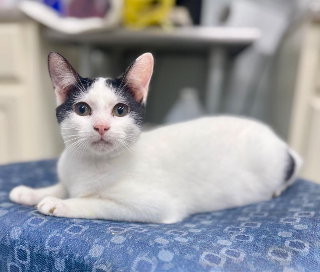 Nora, Adoptable, Young Female Domestic Short Hair.