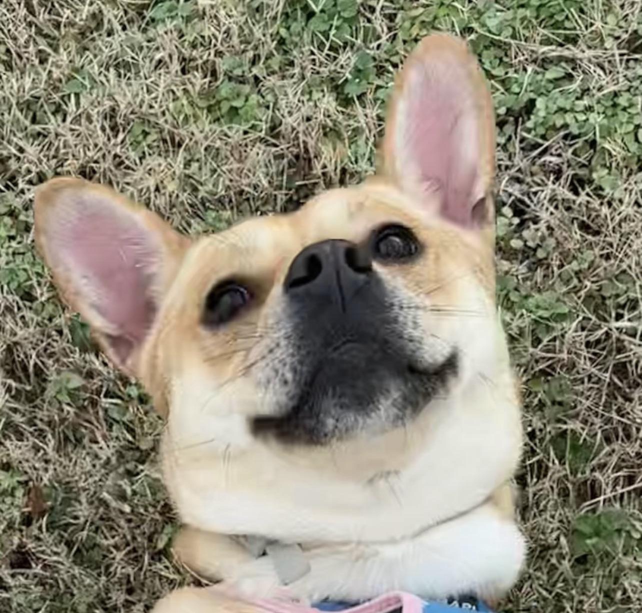 Enlarge Evie, an adoptable mixed breed in Richmond, VA image 3/3