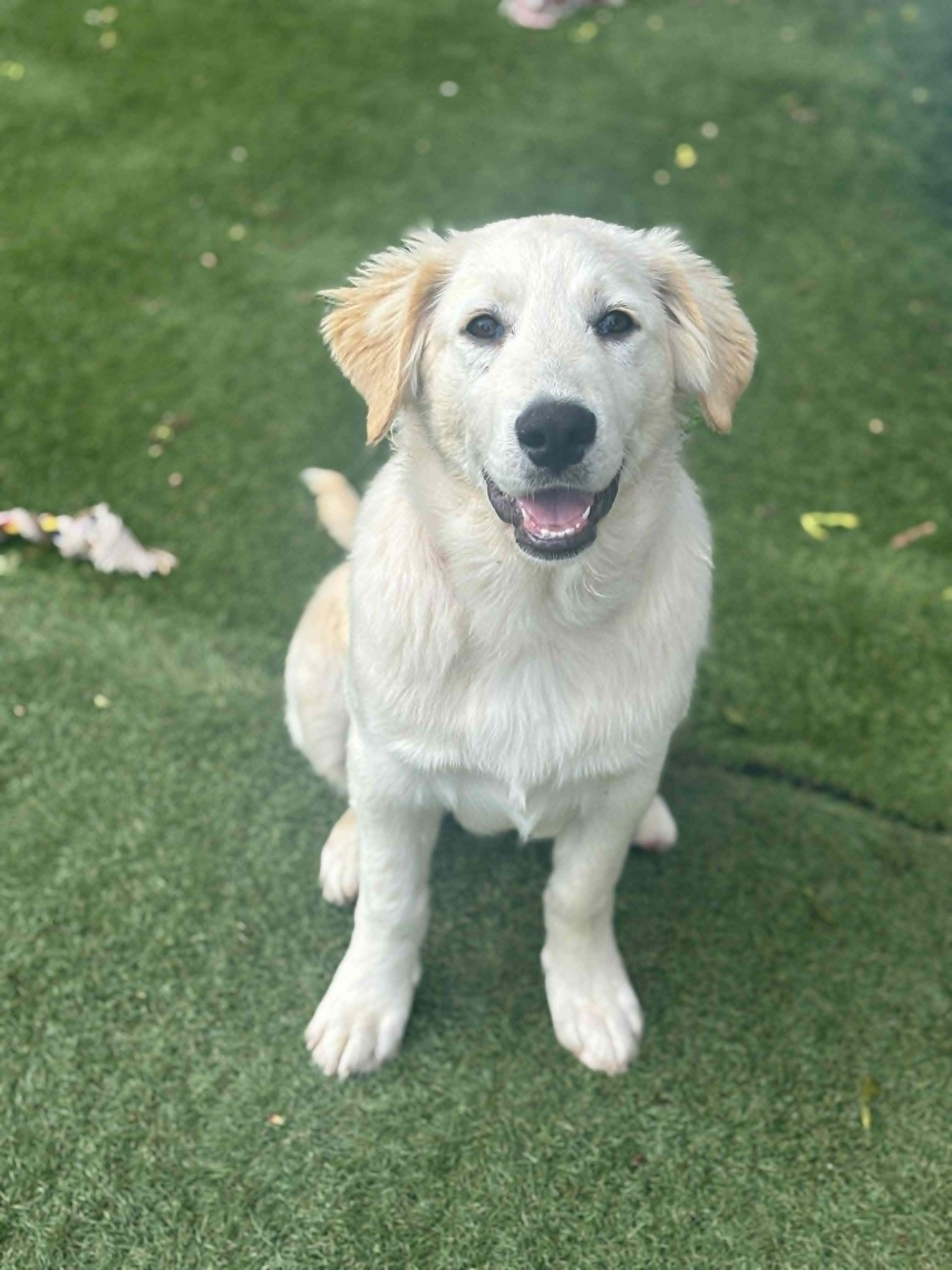 Nelson, adopted, Young Male Mixed Breed.