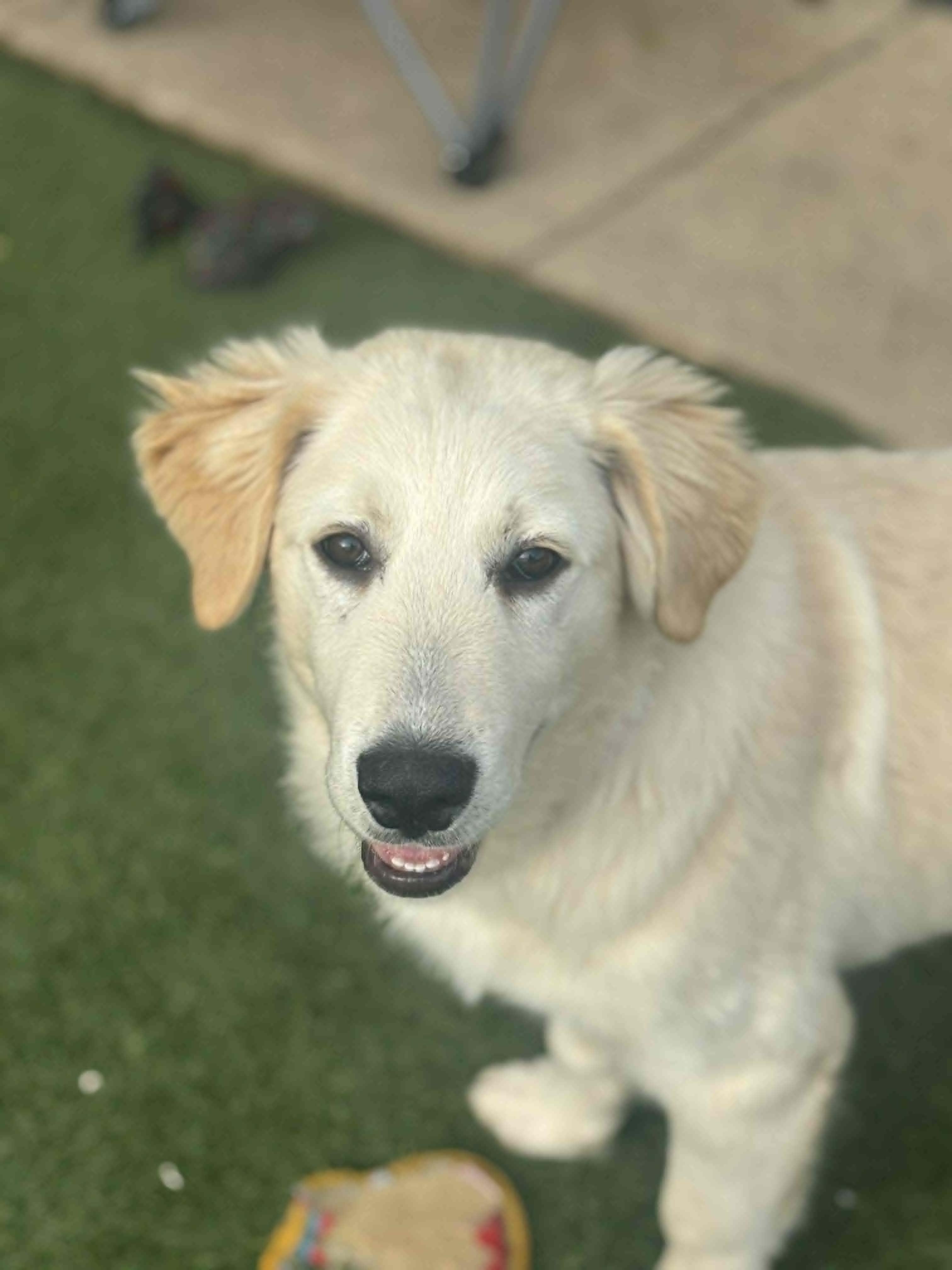 Enlarge Nelson, an adopted Mixed Breed in Kenosha, WI image 2/6