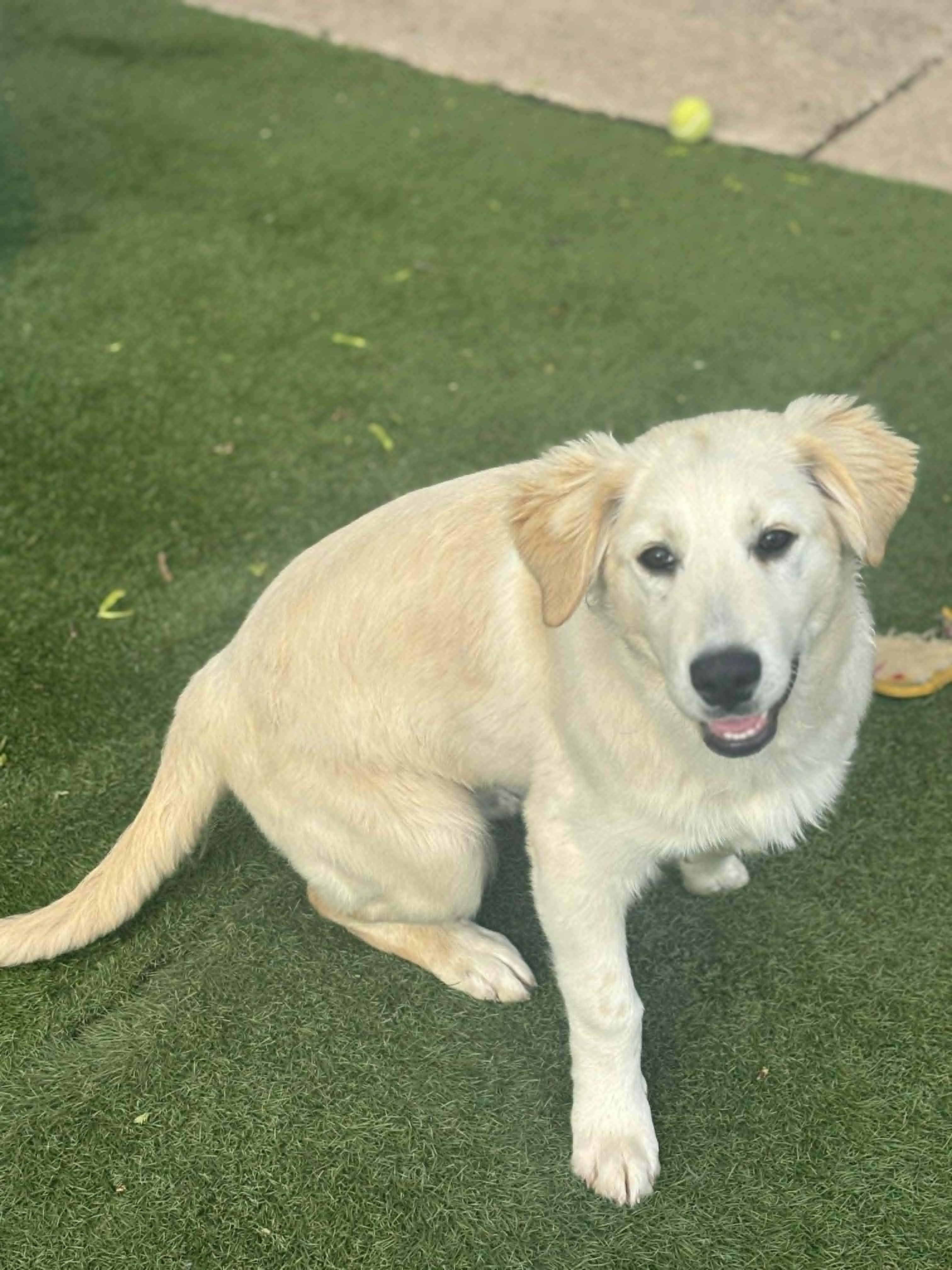 Enlarge Nelson, an adopted Mixed Breed in Kenosha, WI image 3/6
