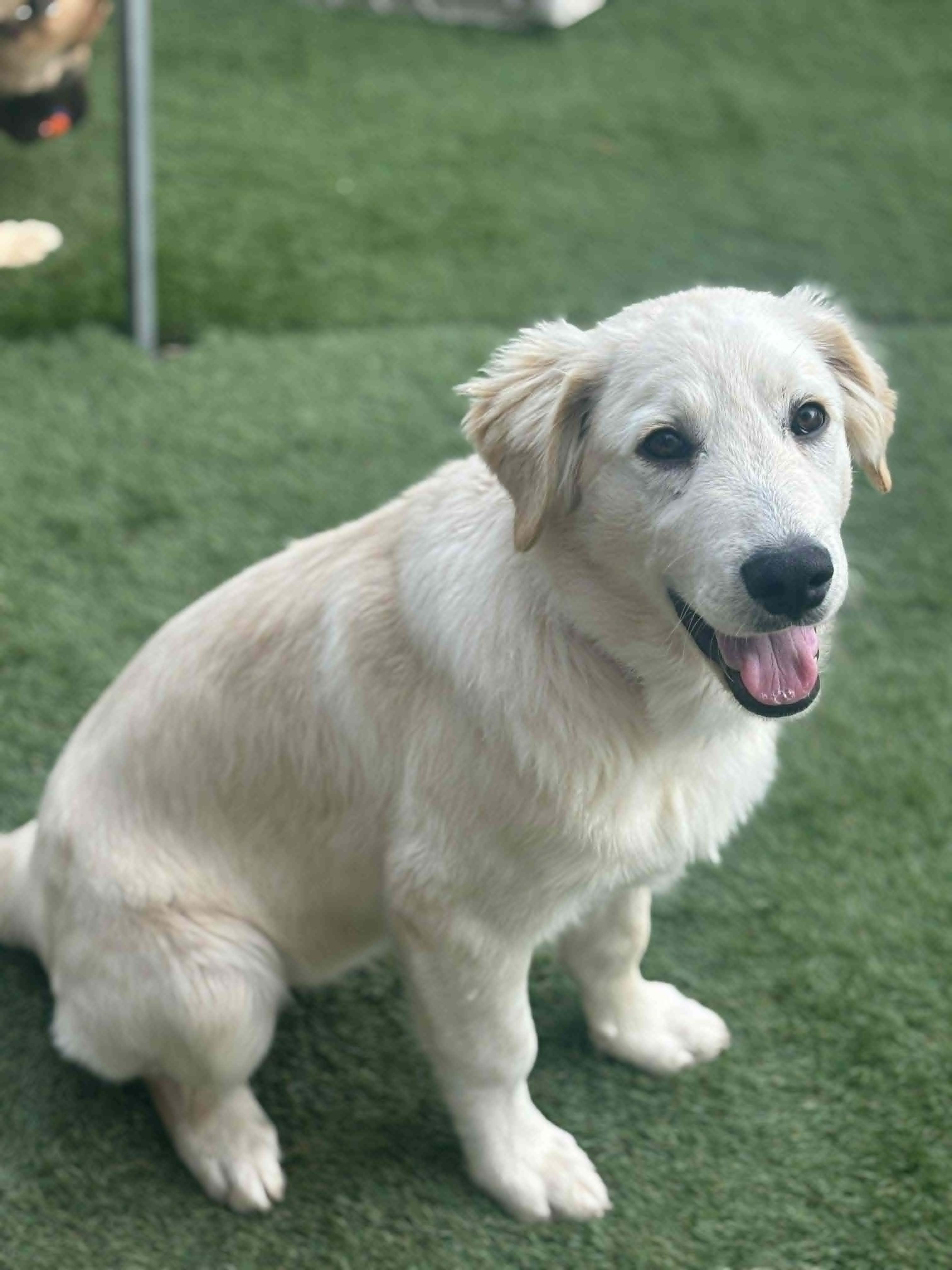 Enlarge Nelson, an adopted Mixed Breed in Kenosha, WI image 5/6