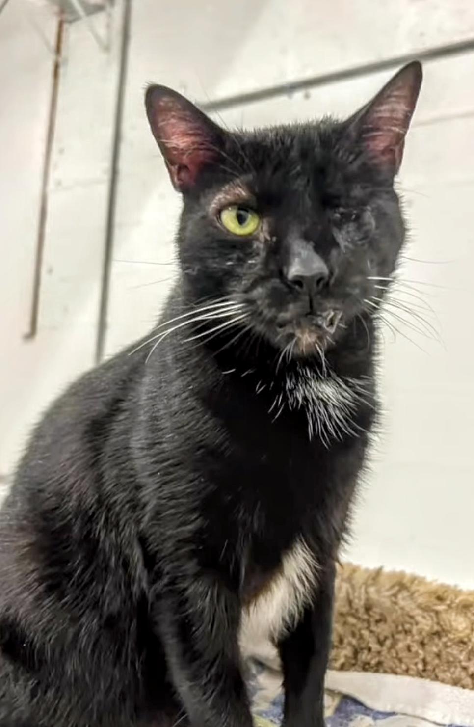 Ike, Adult Male American Shorthair