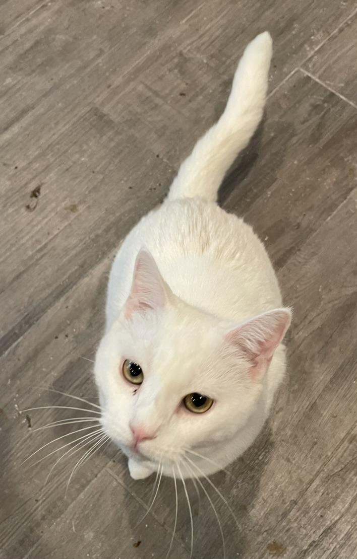 Daisy-Portofino PetSmart
