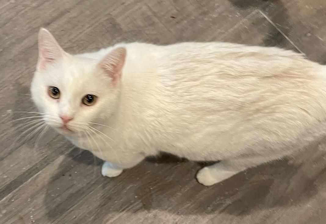 Daisy-Portofino PetSmart