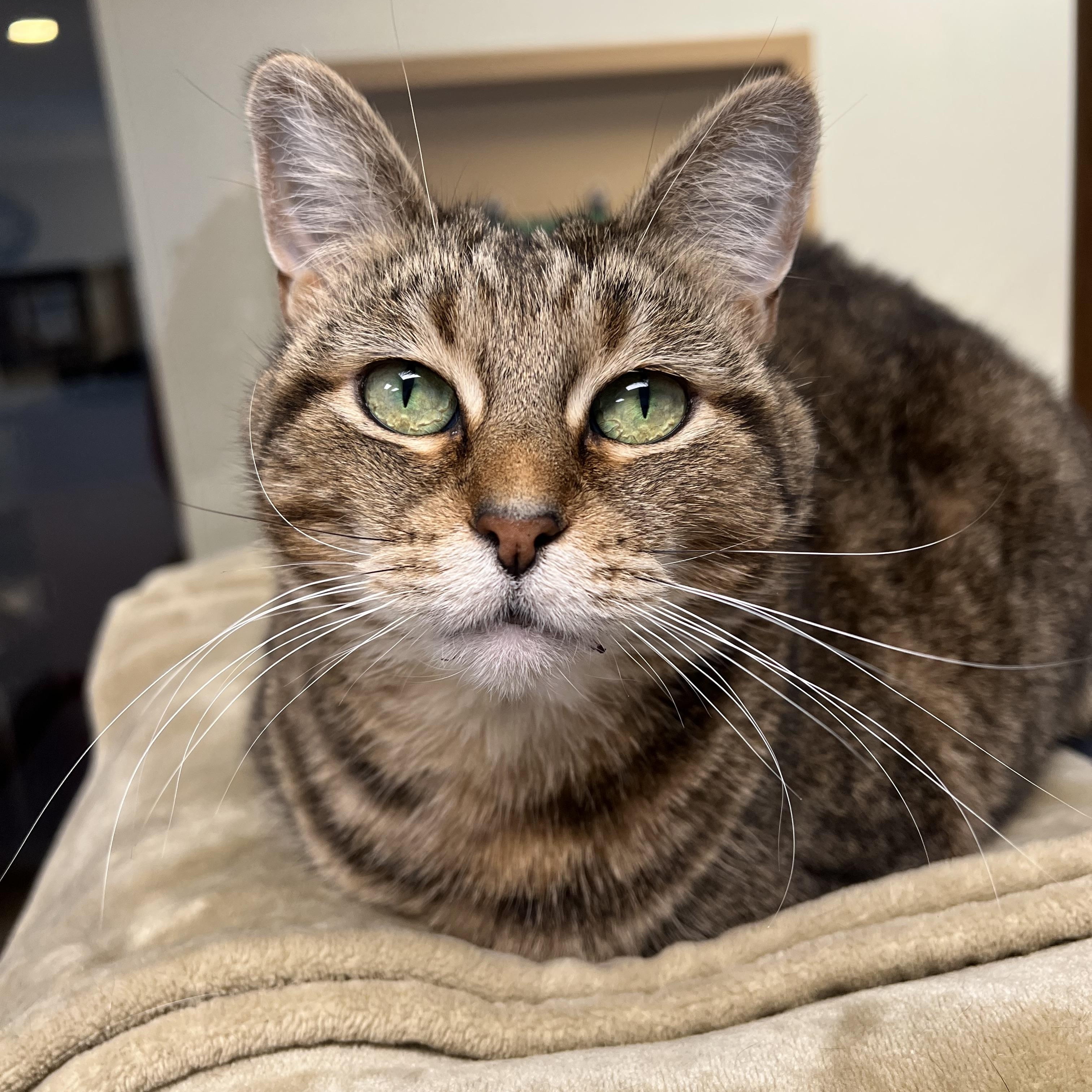 Enlarge Cinnamon, a Adoptable Domestic Short Hair in Arlington Heights, IL image 1/2