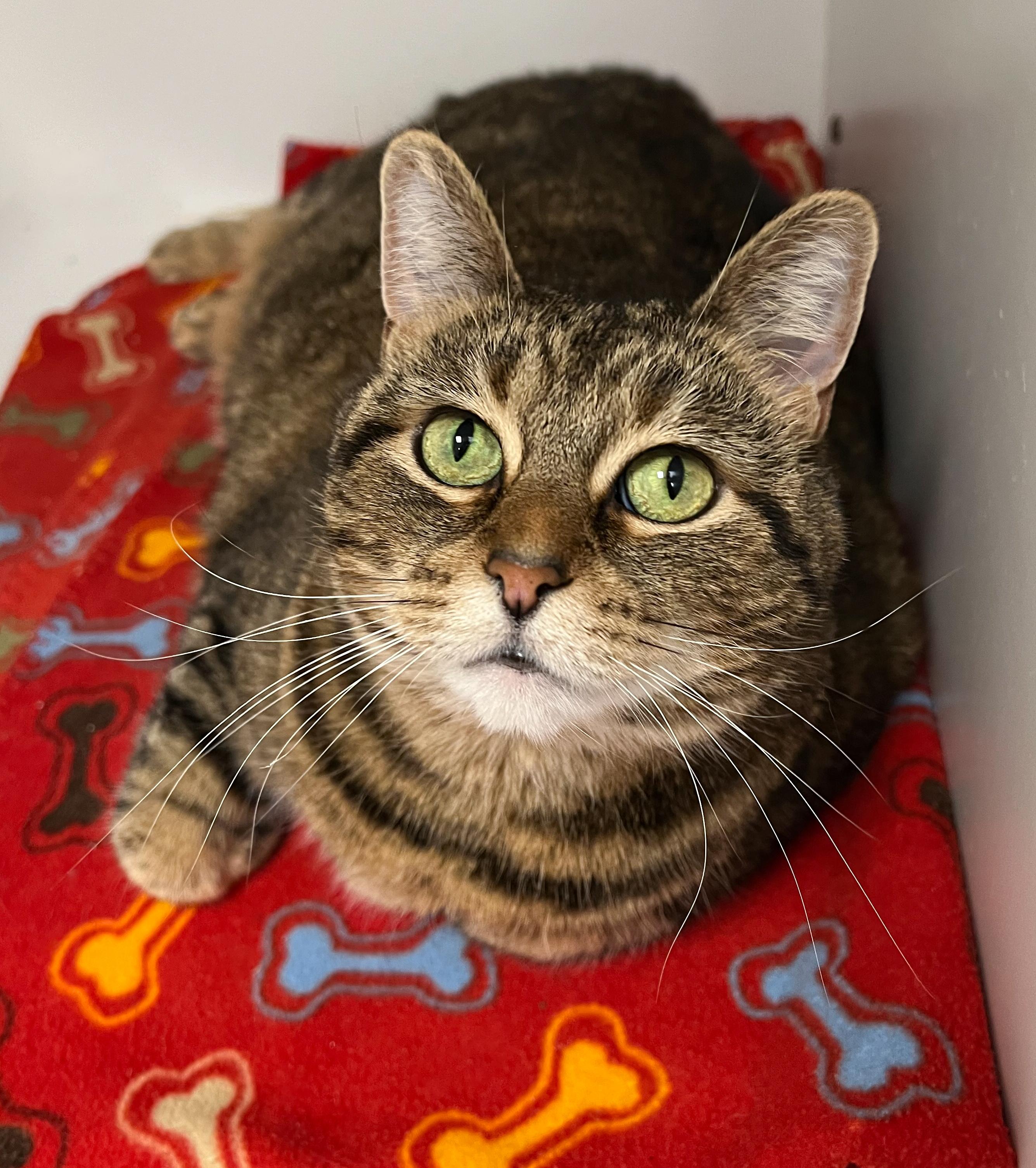 Cinnamon, Adoptable, Adult Female Domestic Short Hair.