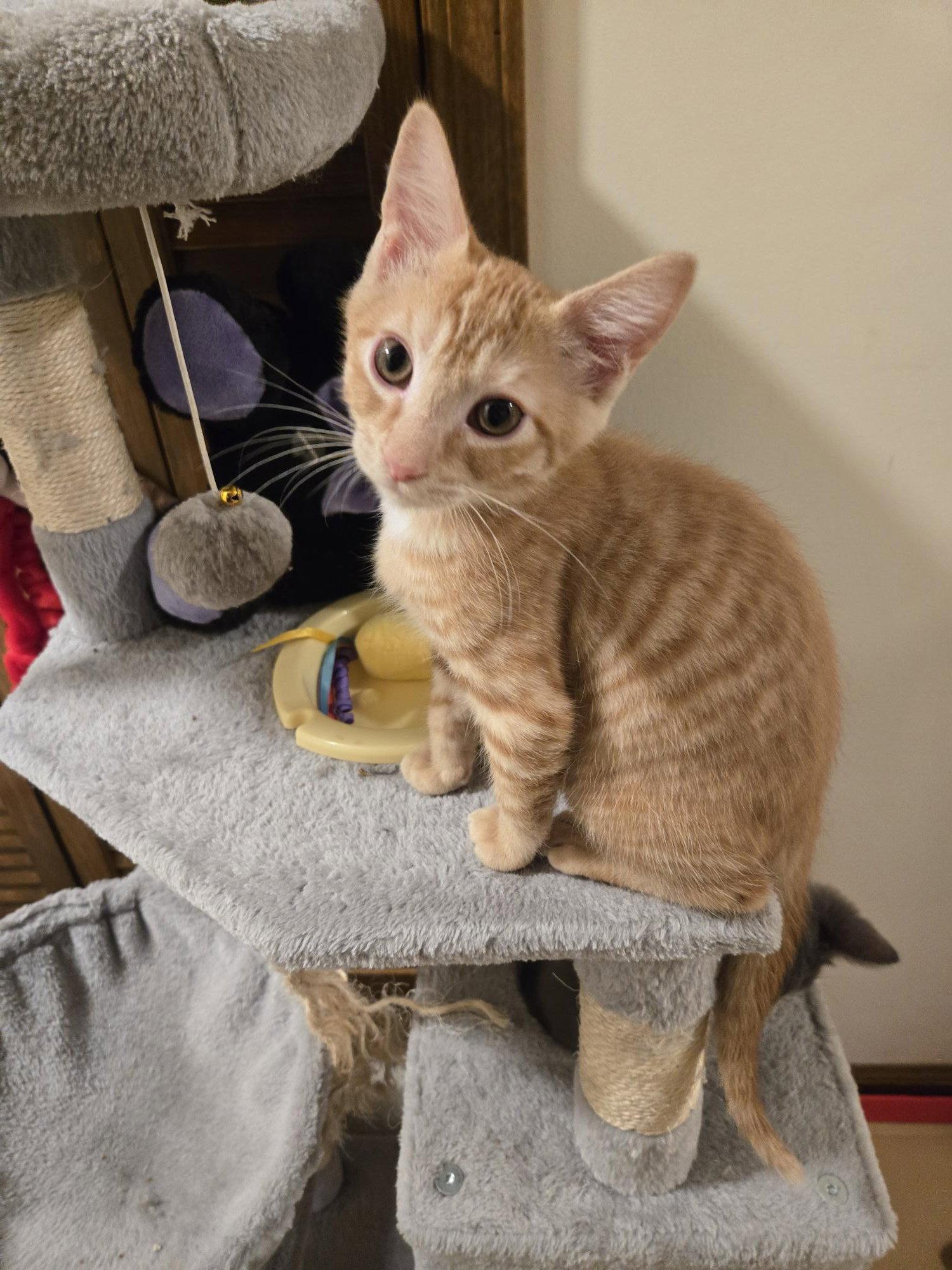Pipsqueak, Adopted, Kitten Male Tabby & Domestic Short Hair.