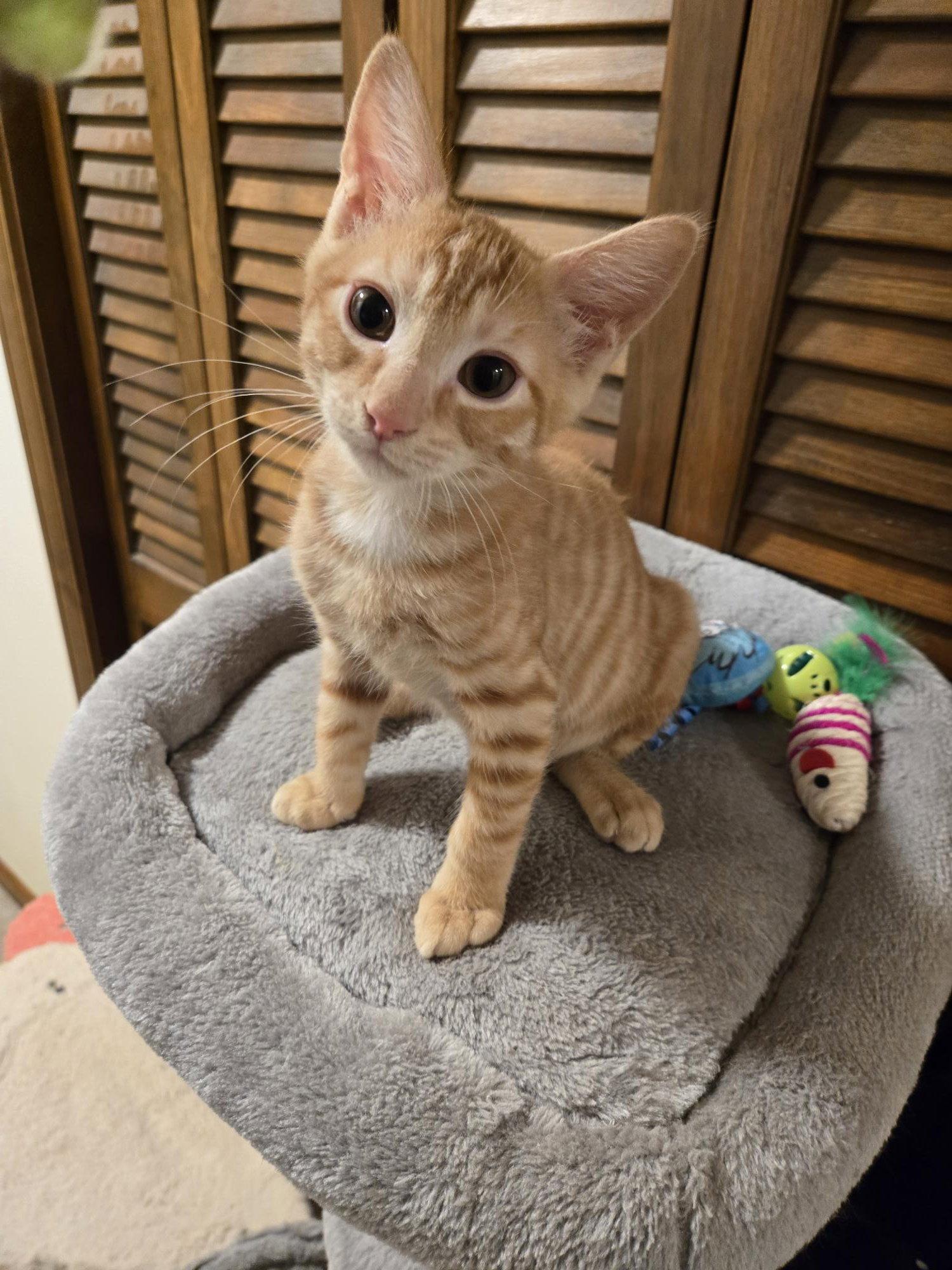 Pipsqueak, a Adopted mixed breed in Fayetteville, GA image 3/3