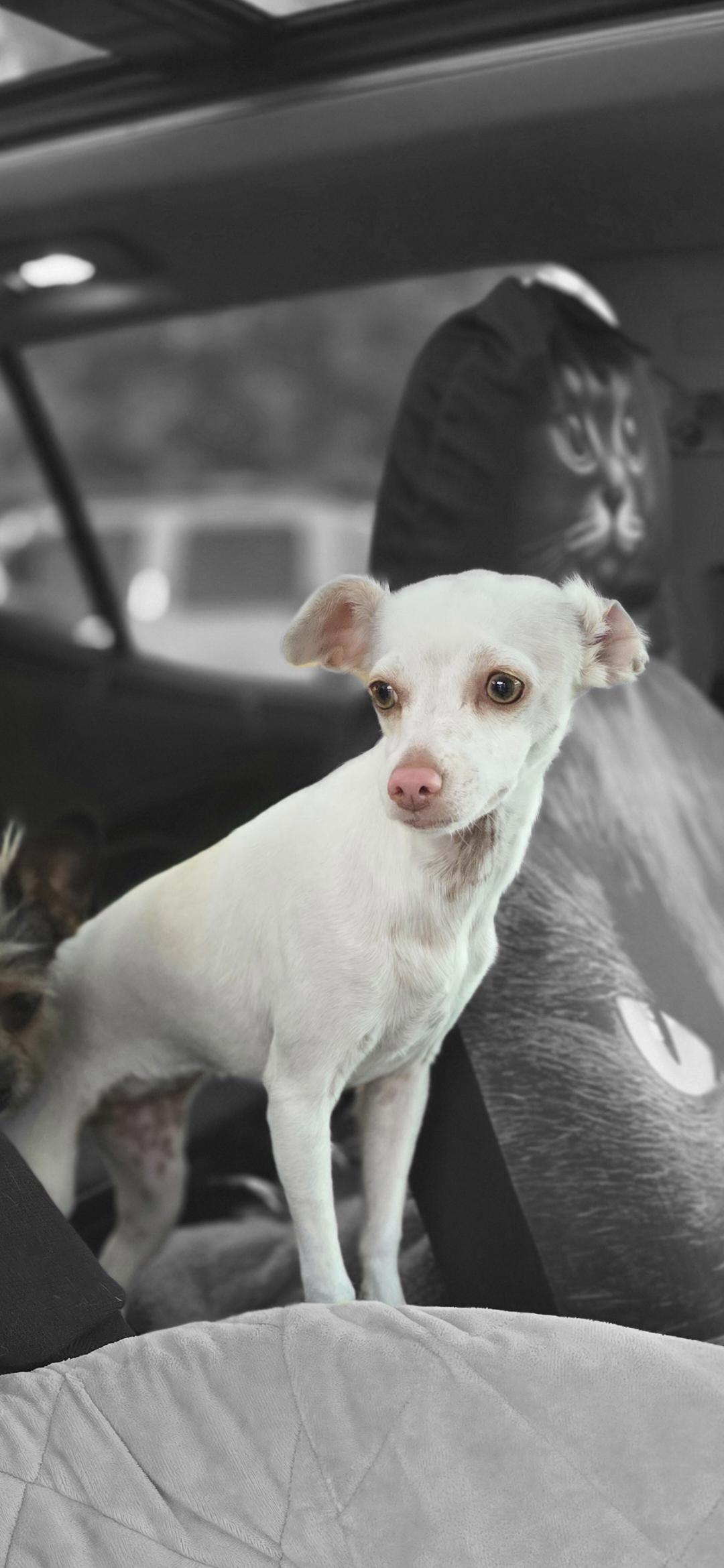 Enlarge Chikitta, a ADOPTABLE Chihuahua in Hawthorne, CA image 2/2