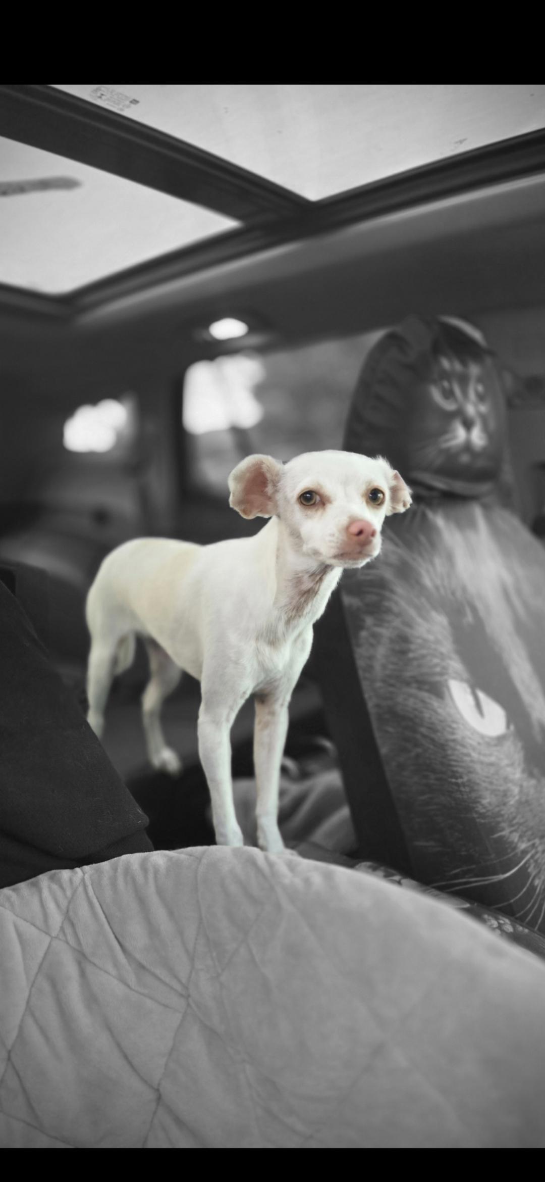 Enlarge Chikitta, a ADOPTABLE Chihuahua in Hawthorne, CA image 1/2