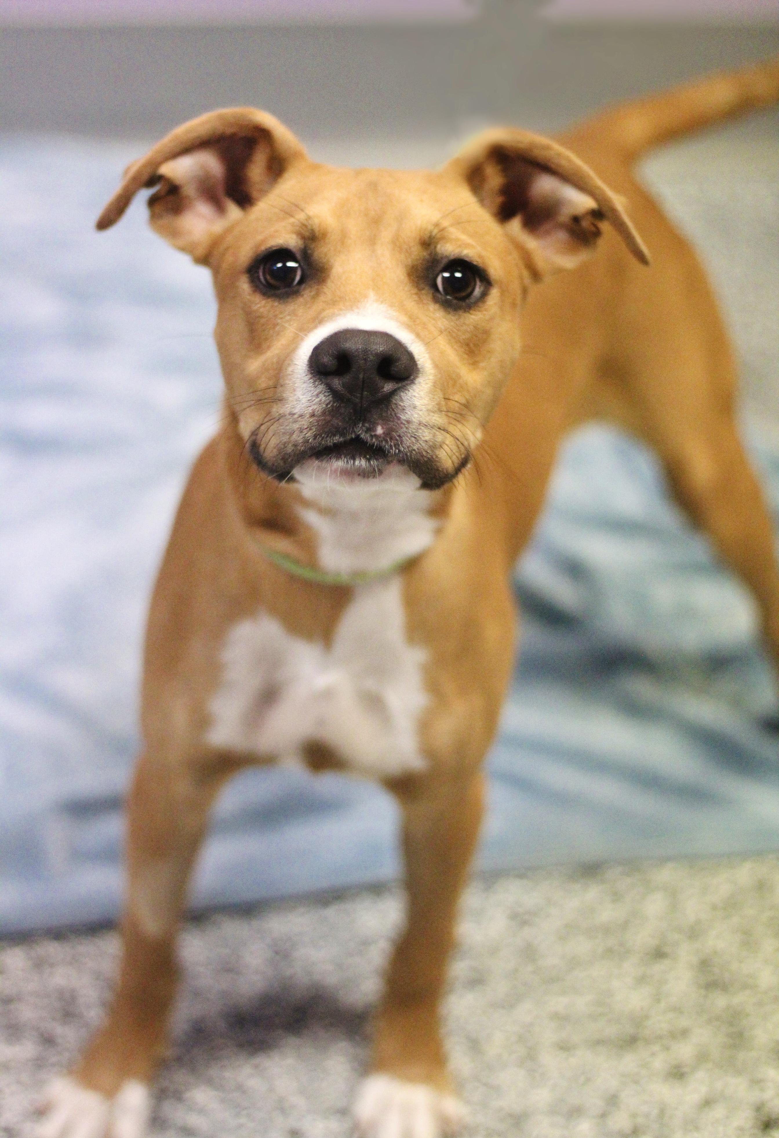 Bart in NH. Come Meet our Adoptable Dogs Wednesday-Saturday. More info in Bio, ADOPTABLE, Puppy Male Labrador Retriever.