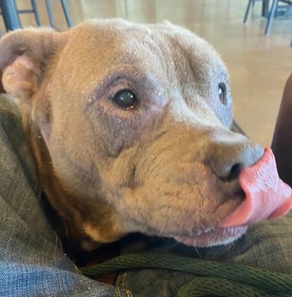 Patricia, Adoptable, Adult Female Mixed Breed & Mixed Breed.