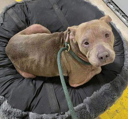 Enlarge Patricia, a Adoptable mixed breed in Fort Worth, TX image 1/3