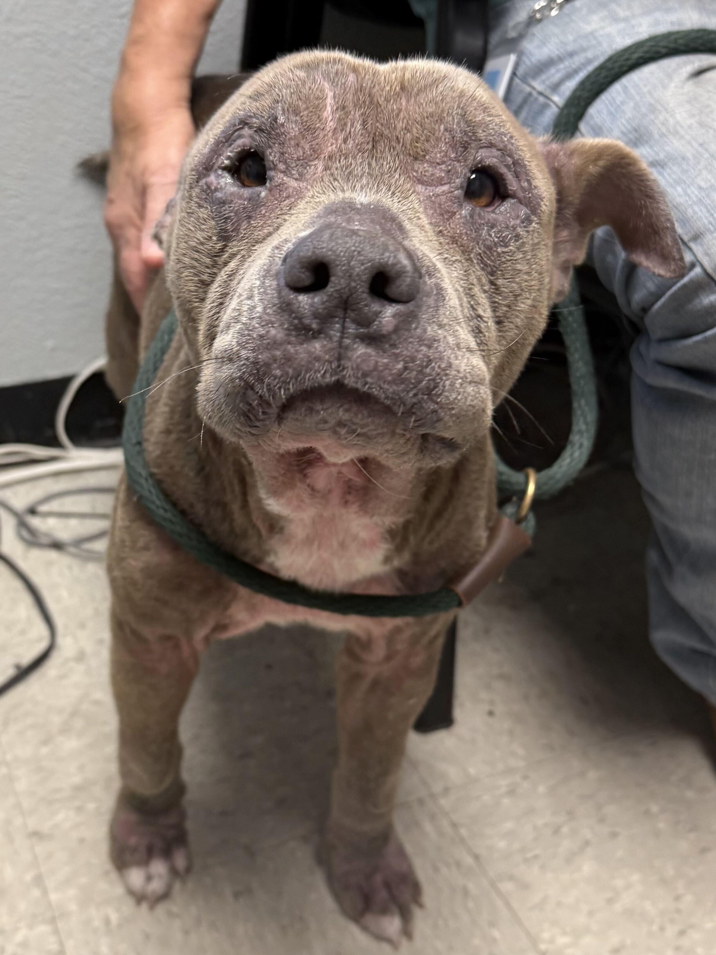 Enlarge Patricia, a Adoptable mixed breed in Fort Worth, TX image 3/3